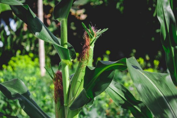 春播玉米如何管理？春季種植玉米田間管理要